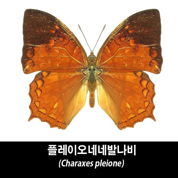 플레이오네네발나비표본-Charaxes pleione : BABURMART바부르마트