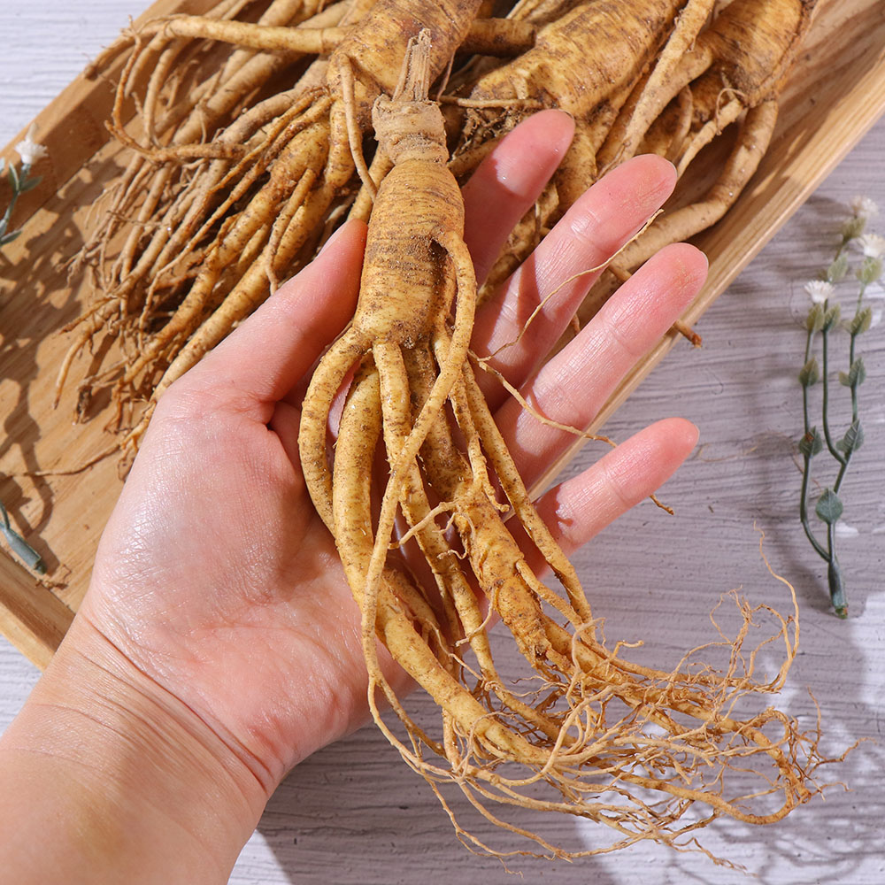 풍기 인삼 20뿌리 750g : 동부인삼사