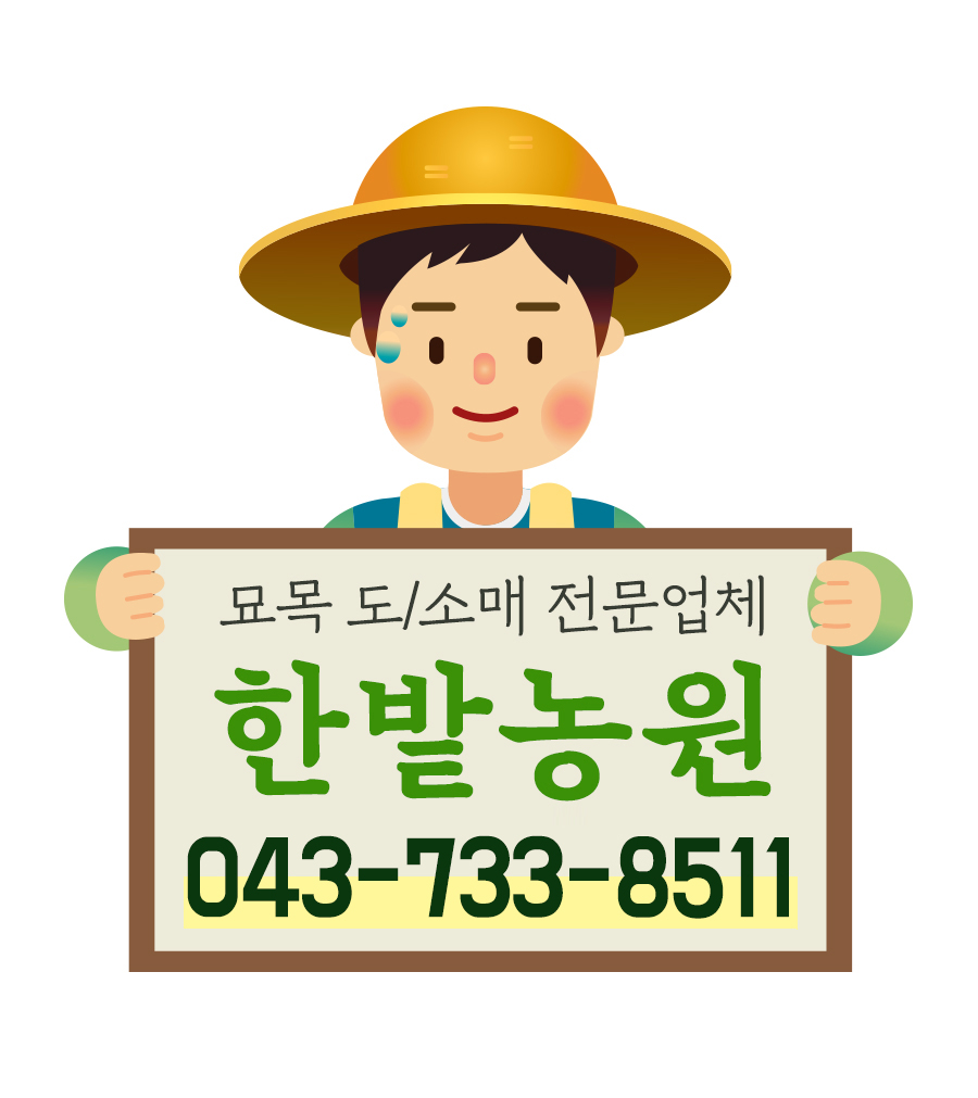 개나리 나무 묘목1m20 울타리 특묘 : 한밭농원