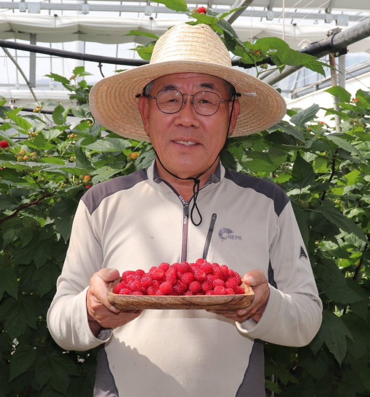 2025년 당일수확 당일배송 최상급 프리미엄 햇 산딸기 생과 1kg : 운문팜영농조합