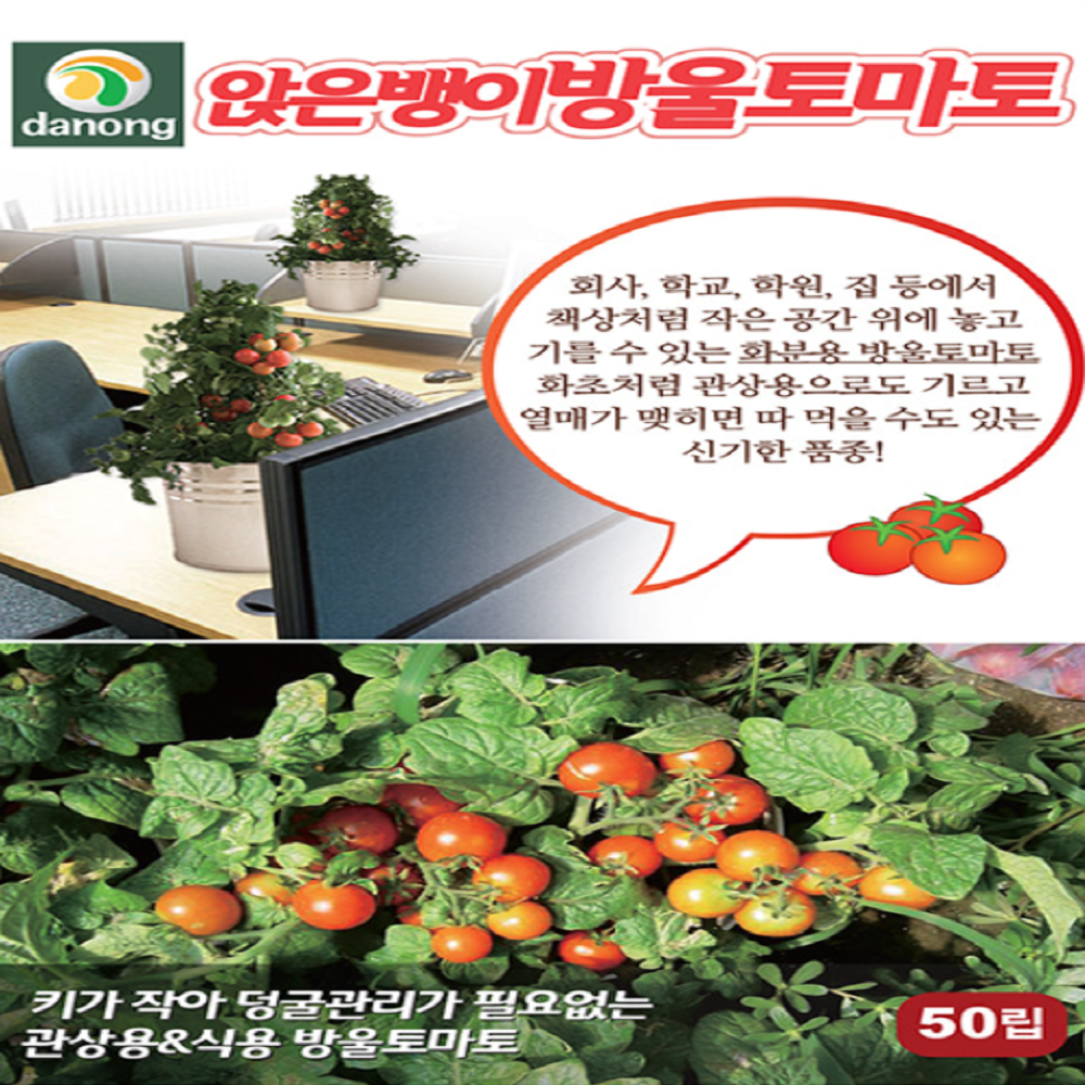 앉은뱅이방울토마토 화분용 관상용토마토 씨 씨앗 종자 50립 : 모두다팜 농자재
