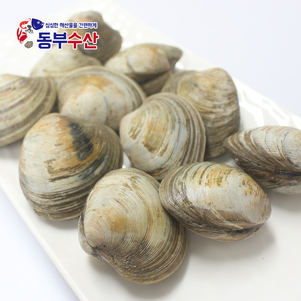 백상합 1kg 내외 백합 생합 상합 구이용조개 칼국수조개 : 동부수산