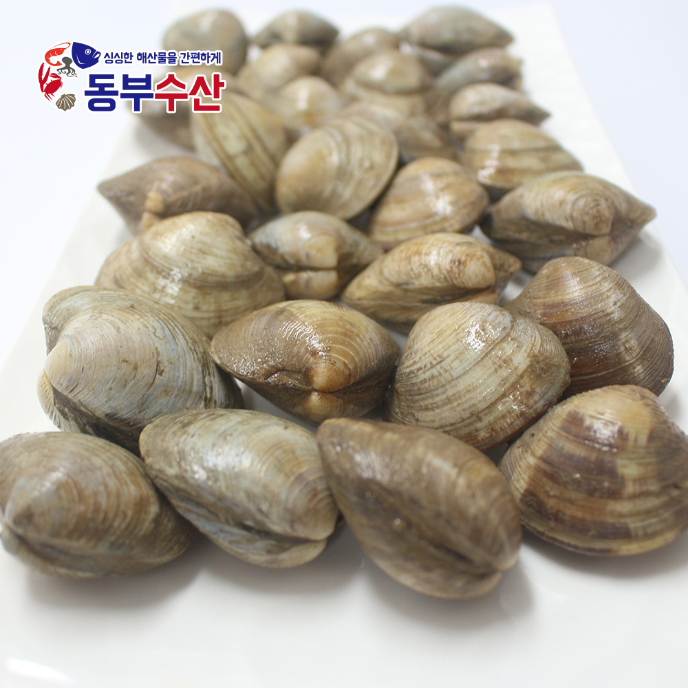 백상합 1kg 내외 백합 생합 상합 구이용조개 칼국수조개 : 동부수산