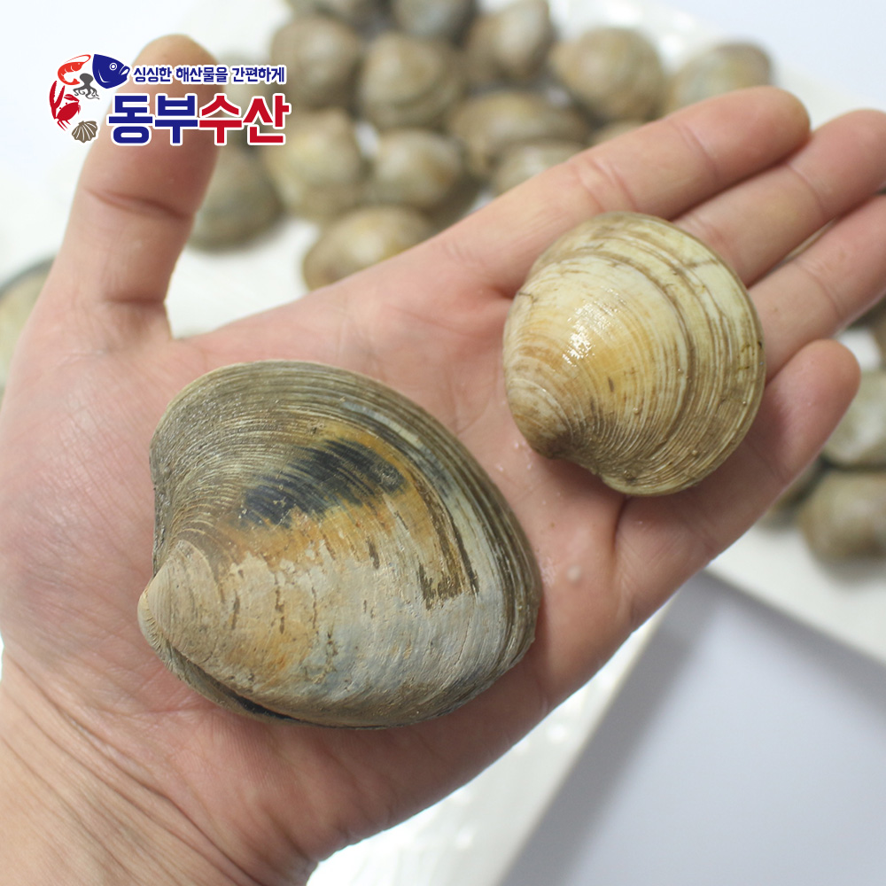 백상합 1kg 내외 백합 생합 상합 구이용조개 칼국수조개 : 동부수산