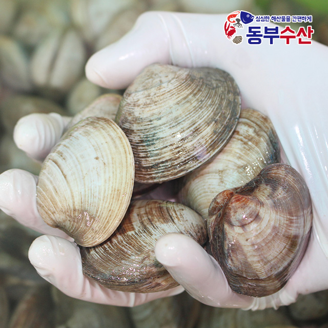 백상합 1kg 내외 백합 생합 상합 구이용조개 칼국수조개 : 동부수산