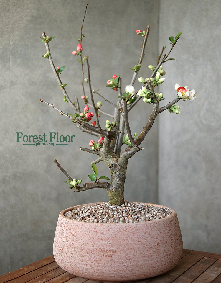 [단품] 일월성 명자나무 명자매화, 매화나무 이태리토분 : Forest Floor