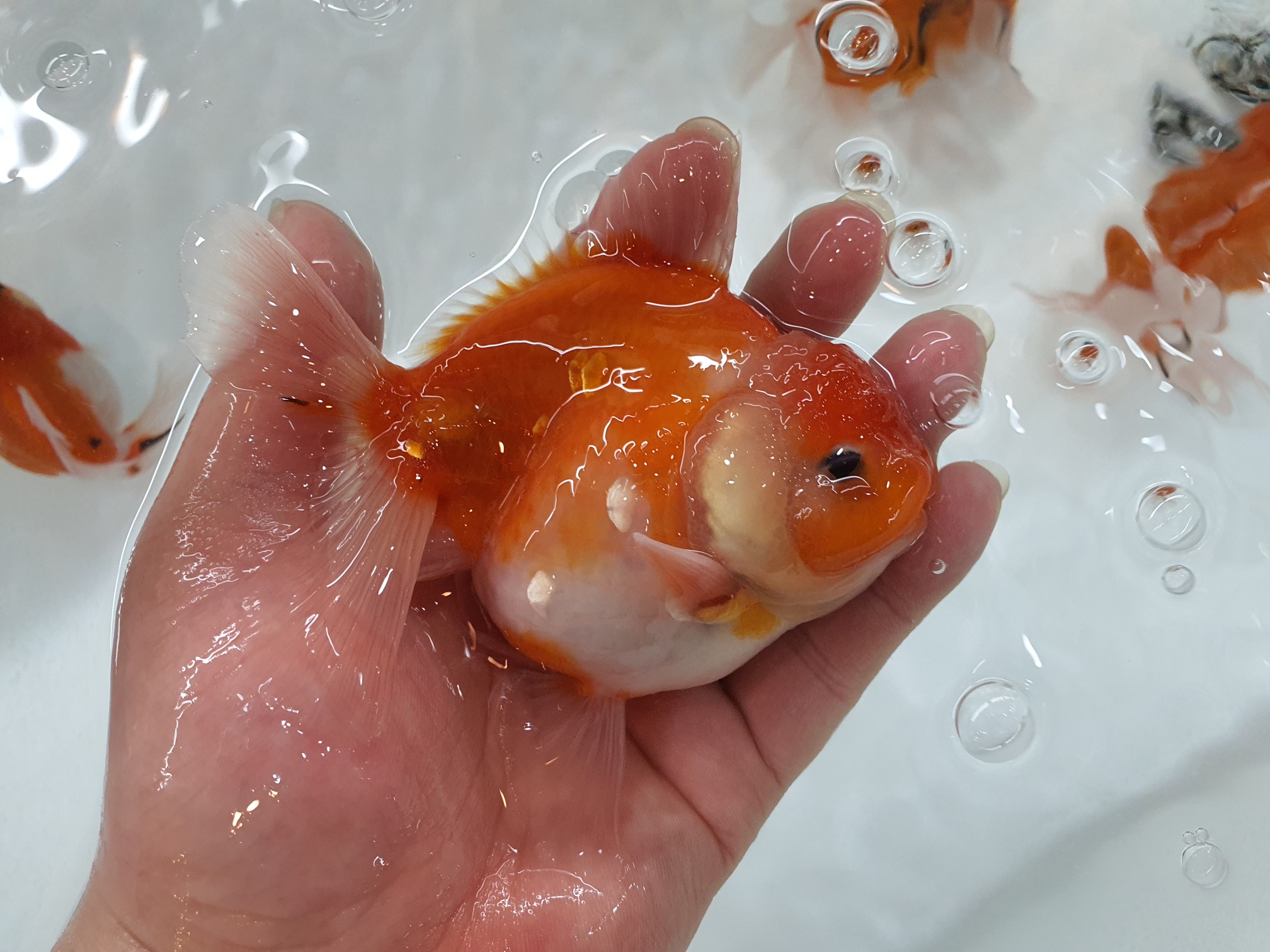 Doll face Oranda : 아쿠아 플랜트