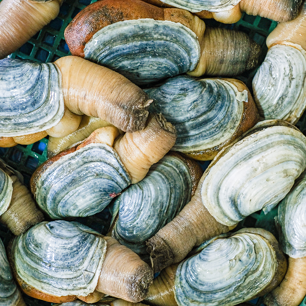 다이버수산 거제도 자연산 왕우럭, 코끼리조개 1kg : 다이버수산