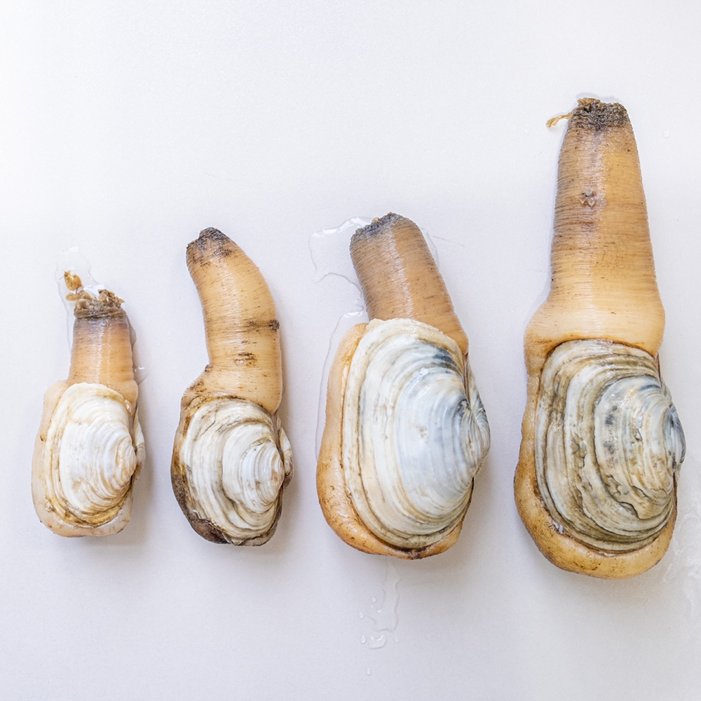 다이버수산 거제도 자연산 왕우럭, 코끼리조개 1kg : 다이버수산