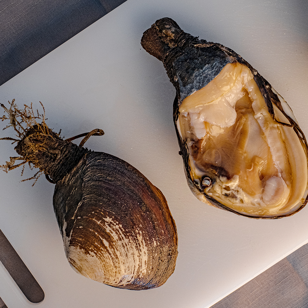다이버수산 거제도 자연산 코끼리 왕우럭조개 1kg : 다이버수산
