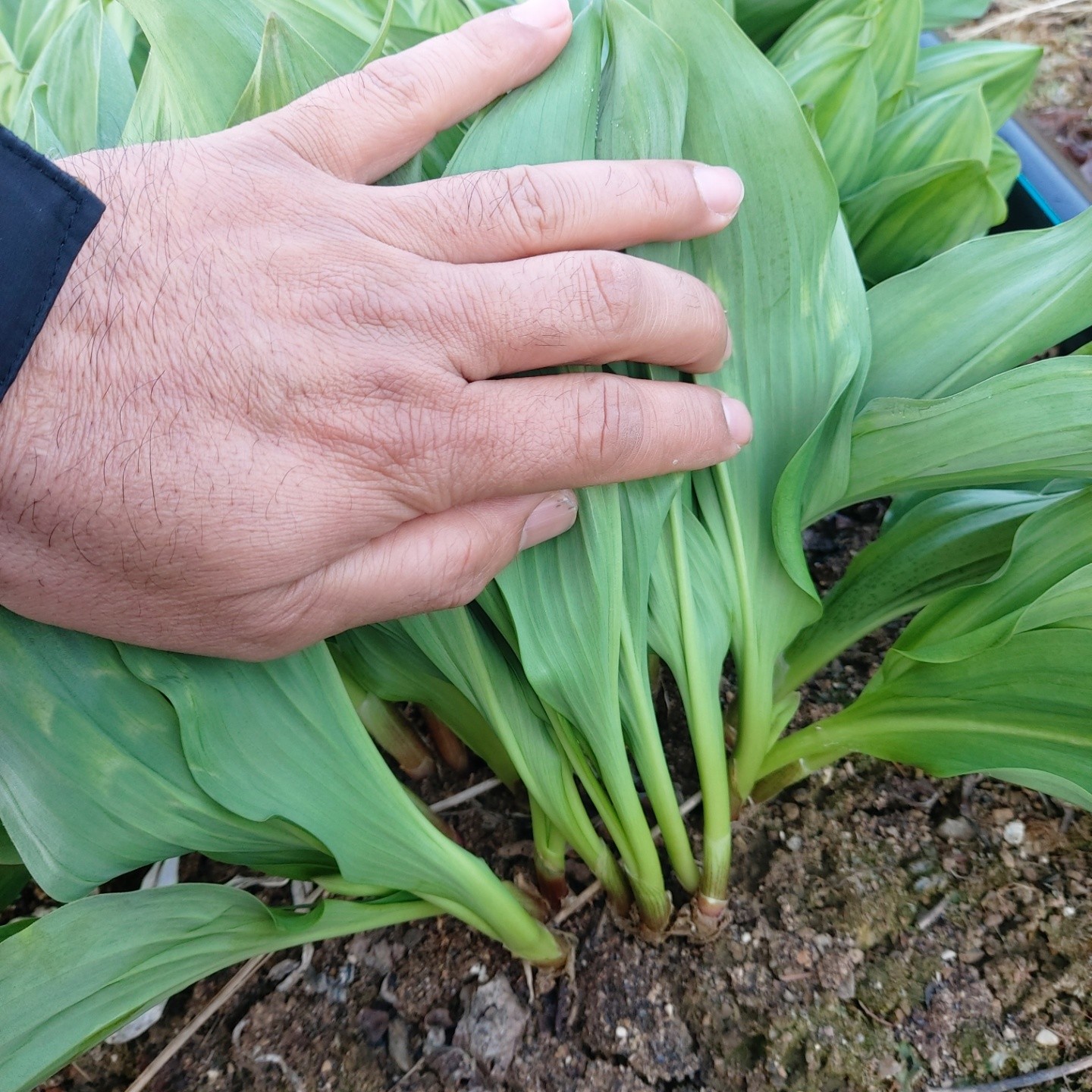 산마늘 잎명이 햇 생명이나물 명이나물 공주 노지명이 24년 500g 1kg 2kg : 신풍애농부들