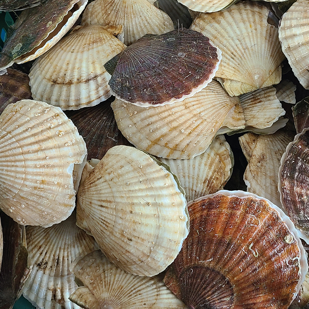 제철 대왕 큰 참가리비1kg : 농수산 은 찐이야