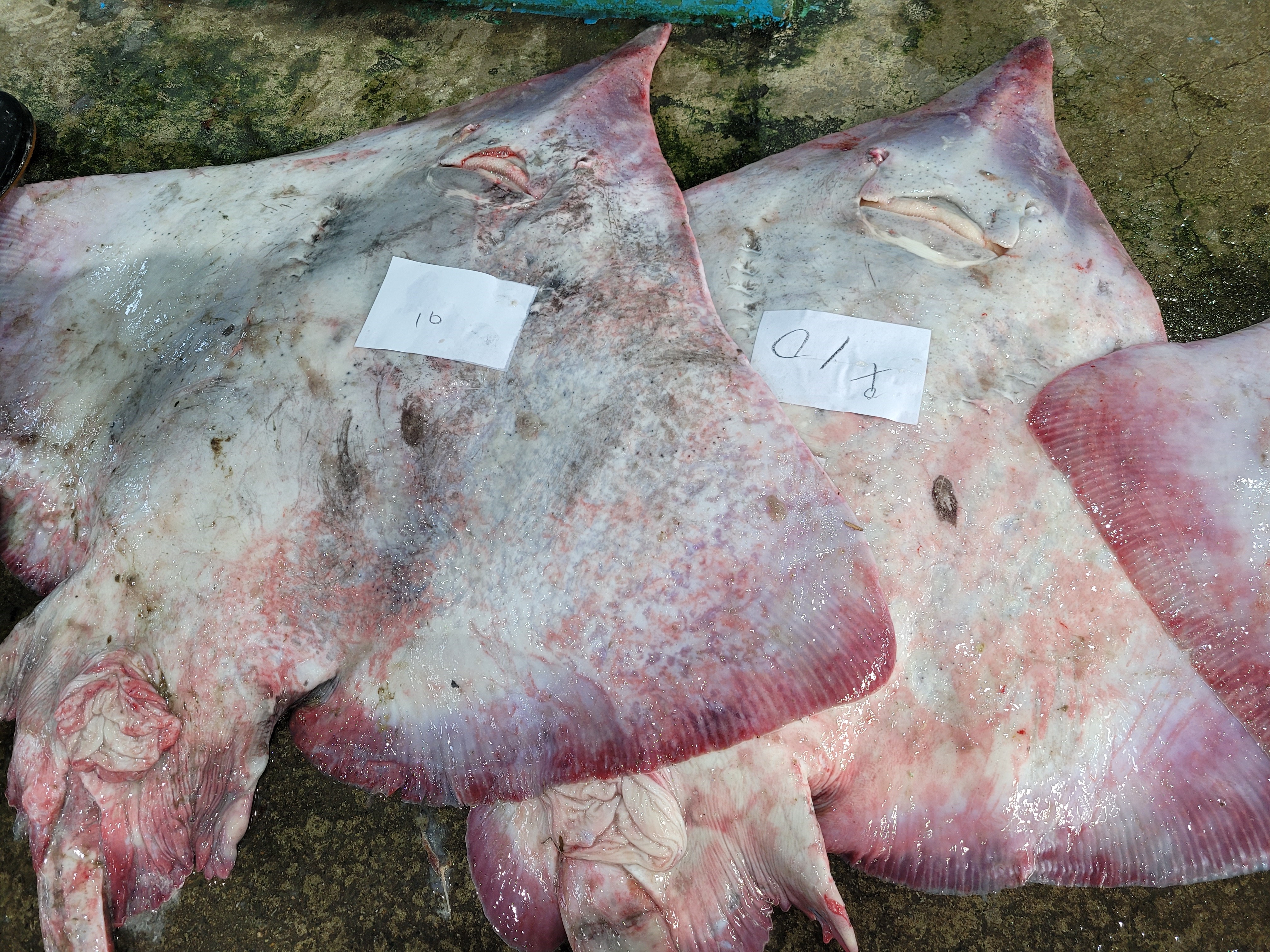 흑산도 싱싱 삭힌 홍어 회 500g 국산 목포 삼합 : 신안해태수산