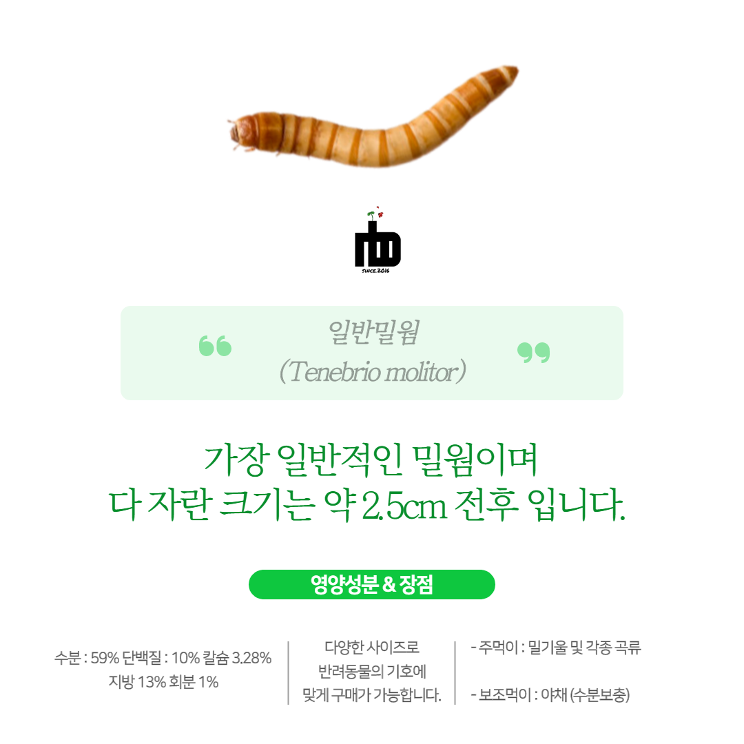 살아있는 nb 밀웜 서비스밀기울O 극소 200+40 게코 도마뱀 사마귀 먹이 슈퍼밀웜 : nb 밀웜 곤충 농장