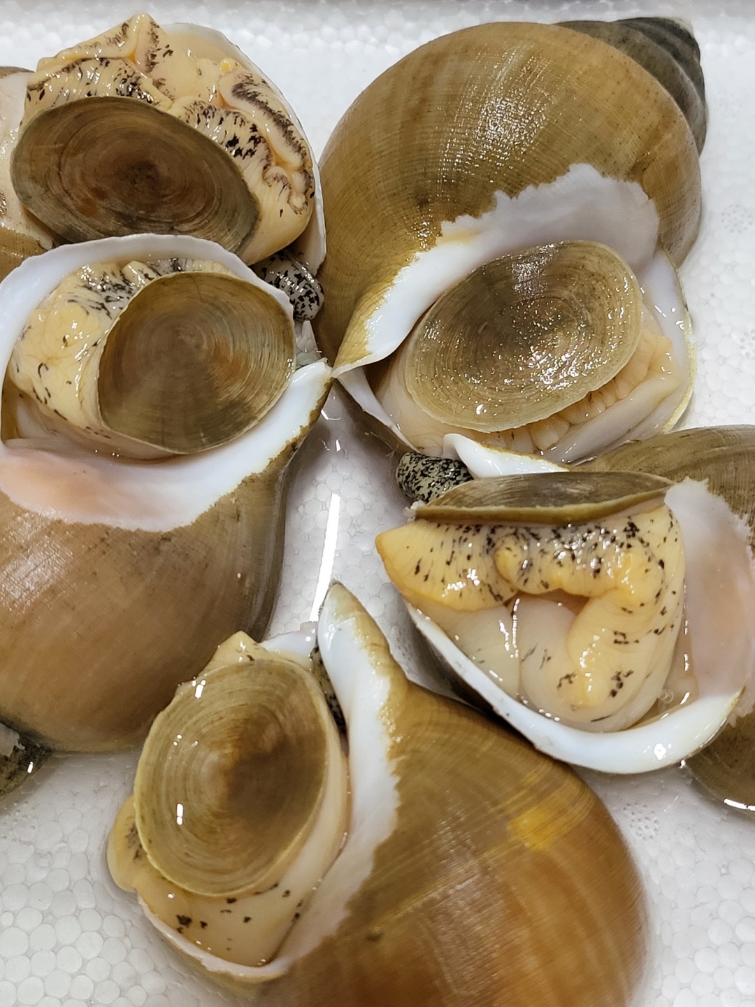 바리바리수산 포항 제철 생물 자연산 백골뱅이 백고동 통골뱅이 백골뱅이탕 급냉 : 바리바리수산