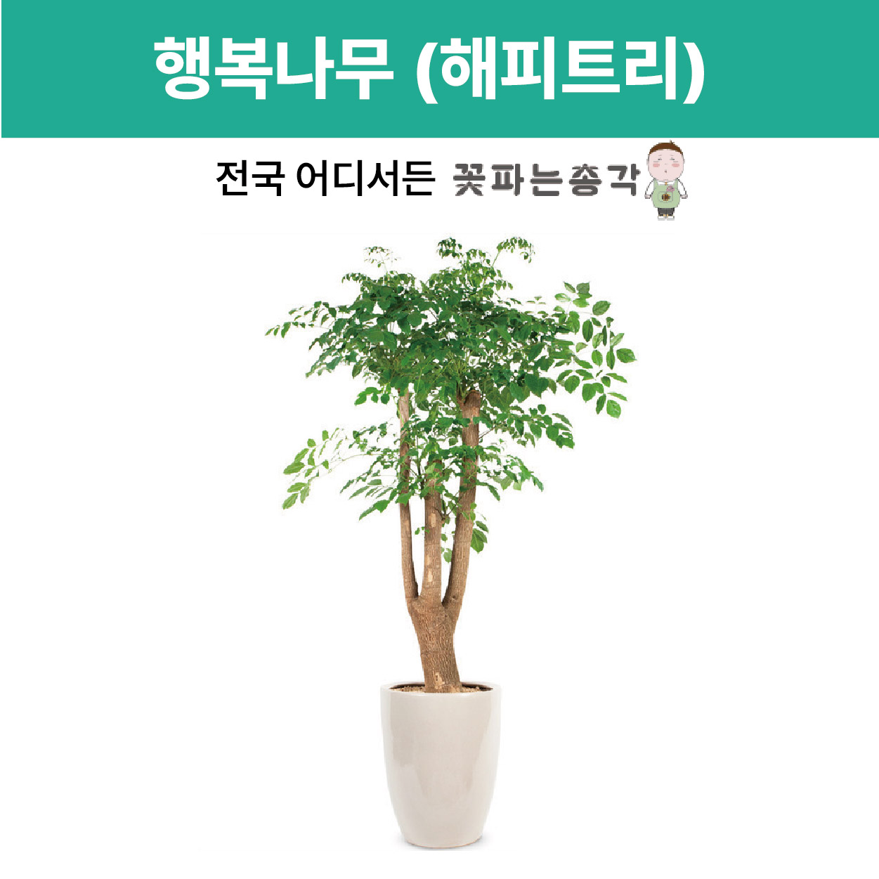 [꽃파는총각] 공기정화 관엽식물 공기 청정 반려식물 축하 개업 선물 행복나무 해피트리 : SPW