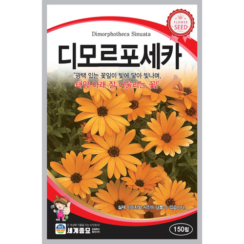 꽃씨 디모르포세카 광택 있는 꽃잎이 빛에 닿아 빛나며, 태양 아래 잘 어울리는 꽃 : 씨앗의모든것