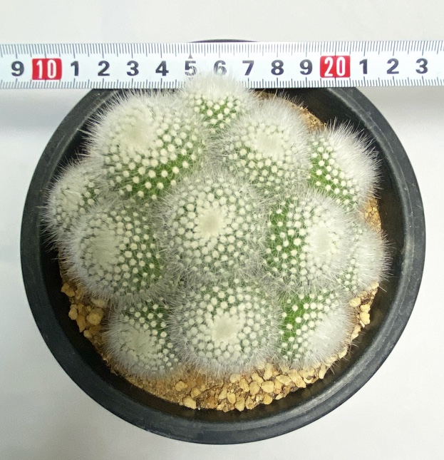 글로리가든 다육식물 소정 특이한 다육 선인장다육 : glory - garden