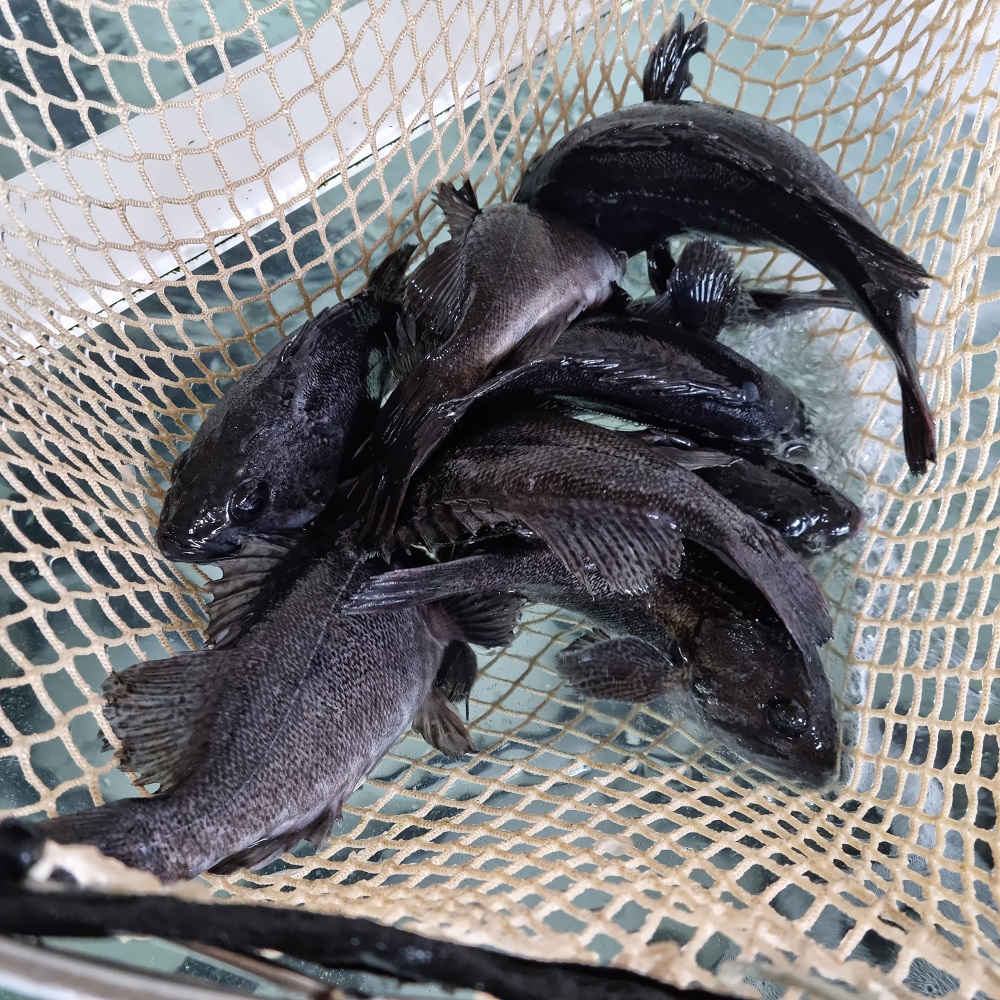 우럭회 필렛 500g 1kg 활어회 손질후 국내산 회 배달 : 대한민국장사꾼