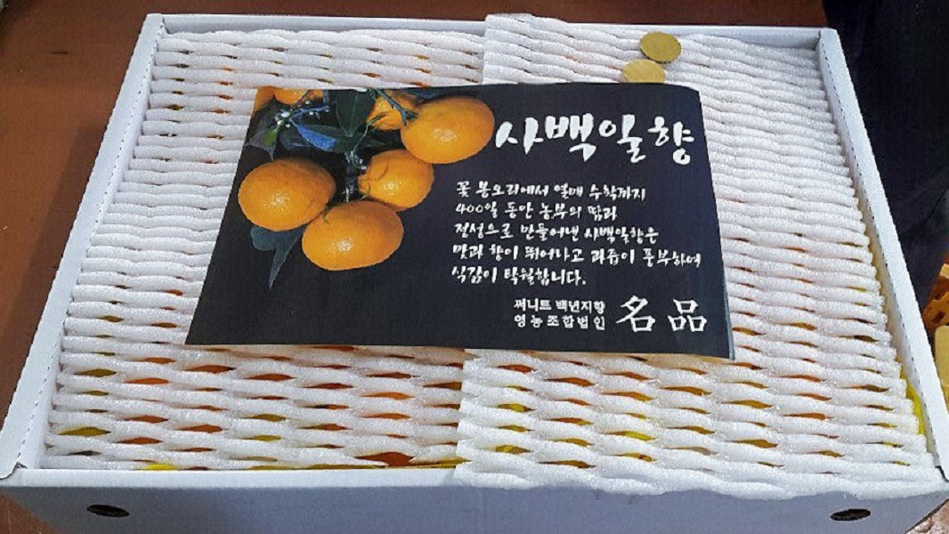 제주 카라향 3kg 5kg 10kg 세진농원 사백일향 직판 가정용 선물용 감귤 : 세진 농원