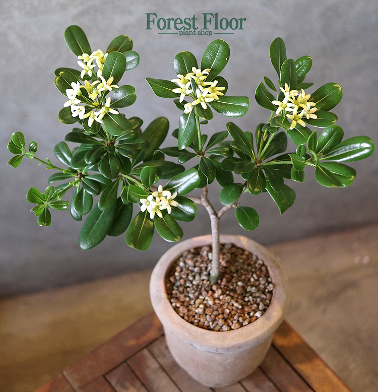 [단품] 만리향 빈티지토분 향기나는꽃 꽃나무 : Forest Floor
