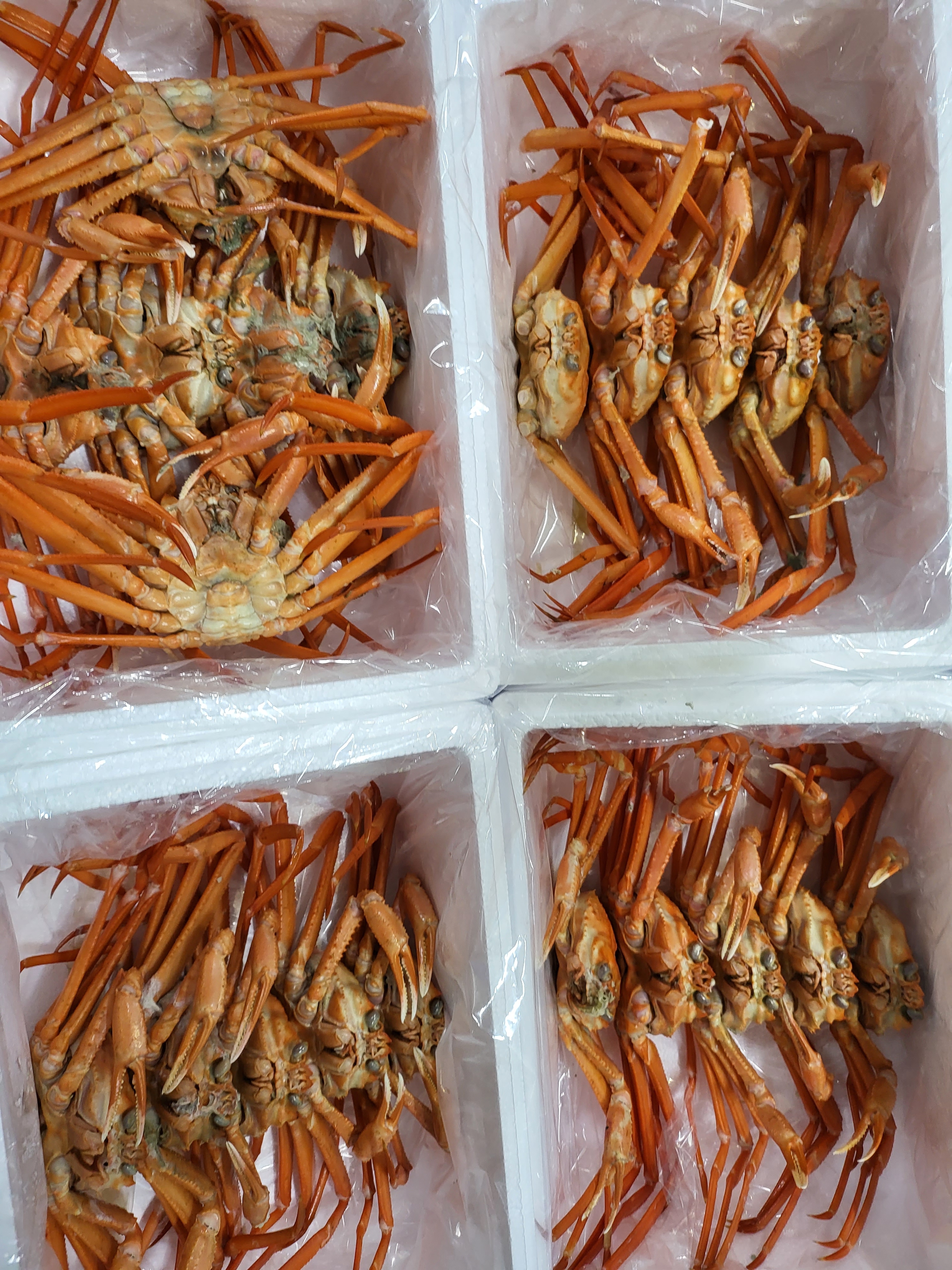 바리바리수산 선주직송 포항 제철 연지 후포 홍게 자숙 박달 대게 홍게다리 3kg : 바리바리수산