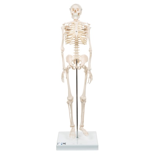88cm 미니전신골격 사람뼈모형 전신인체 해골 필라테스, 헬스장, 정형외과 A18 : 메디케어팜