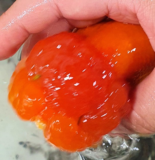 민소희 : 아쿠아 플랜트