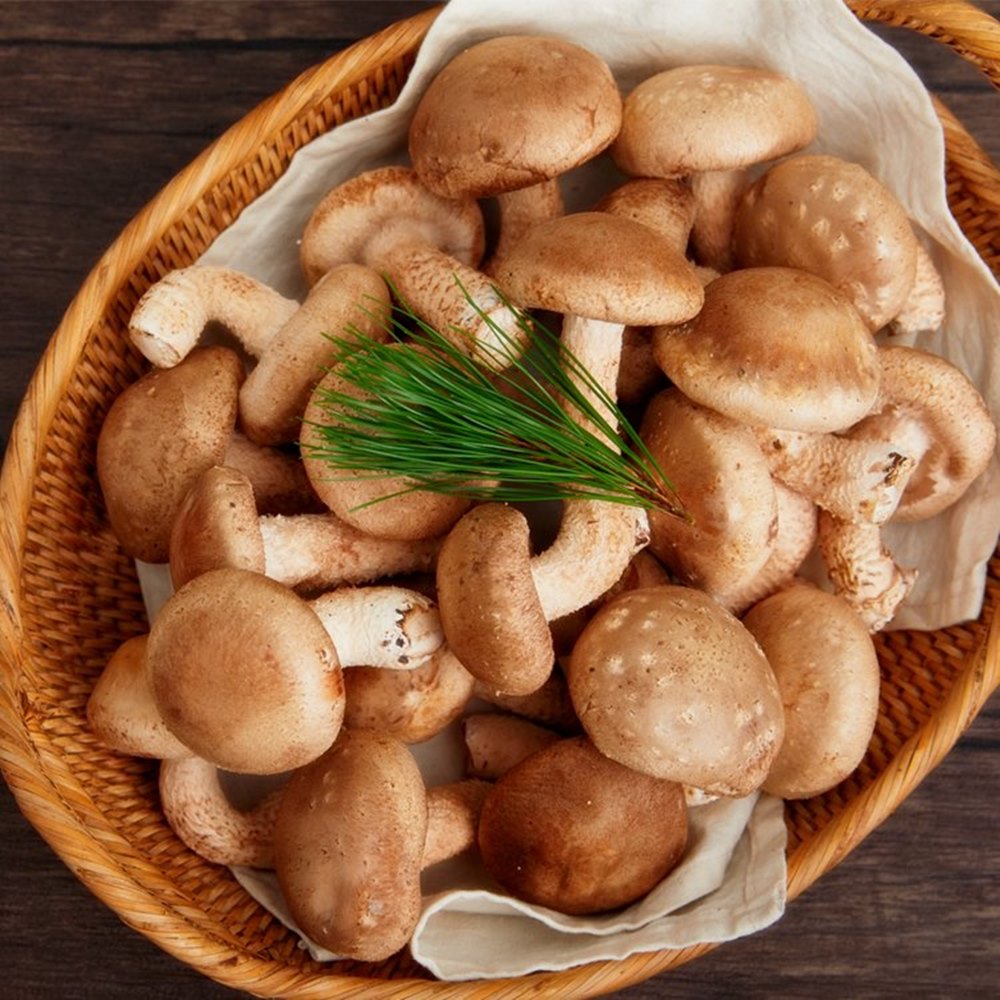[초가송이] 경북안동 국산 무농약 배지 표고버섯 생표고 건표고버섯 500g 1kg : 버섯결