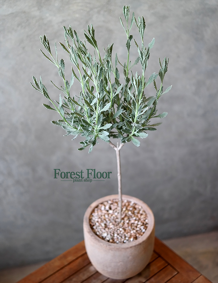 외목대  로즈마리, 마리노 라벤더 빈티지토분 허브화분 : Forest Floor