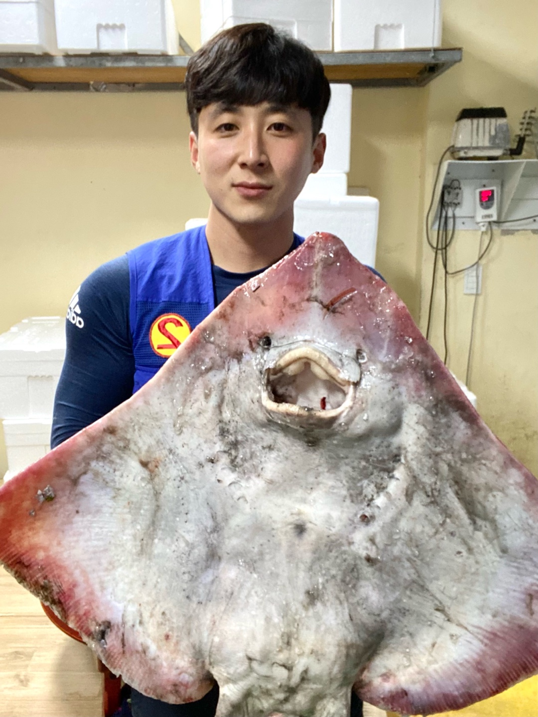 흑산도 싱싱 삭힌 홍어 회 7kg 8kg 국산 목포 삼합 : 신안해태수산