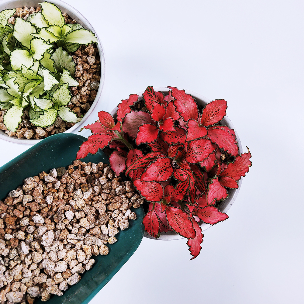 세척 다육이 배양토 마사토 분갈이 화분갈이 4L : 다린샵-PLANT