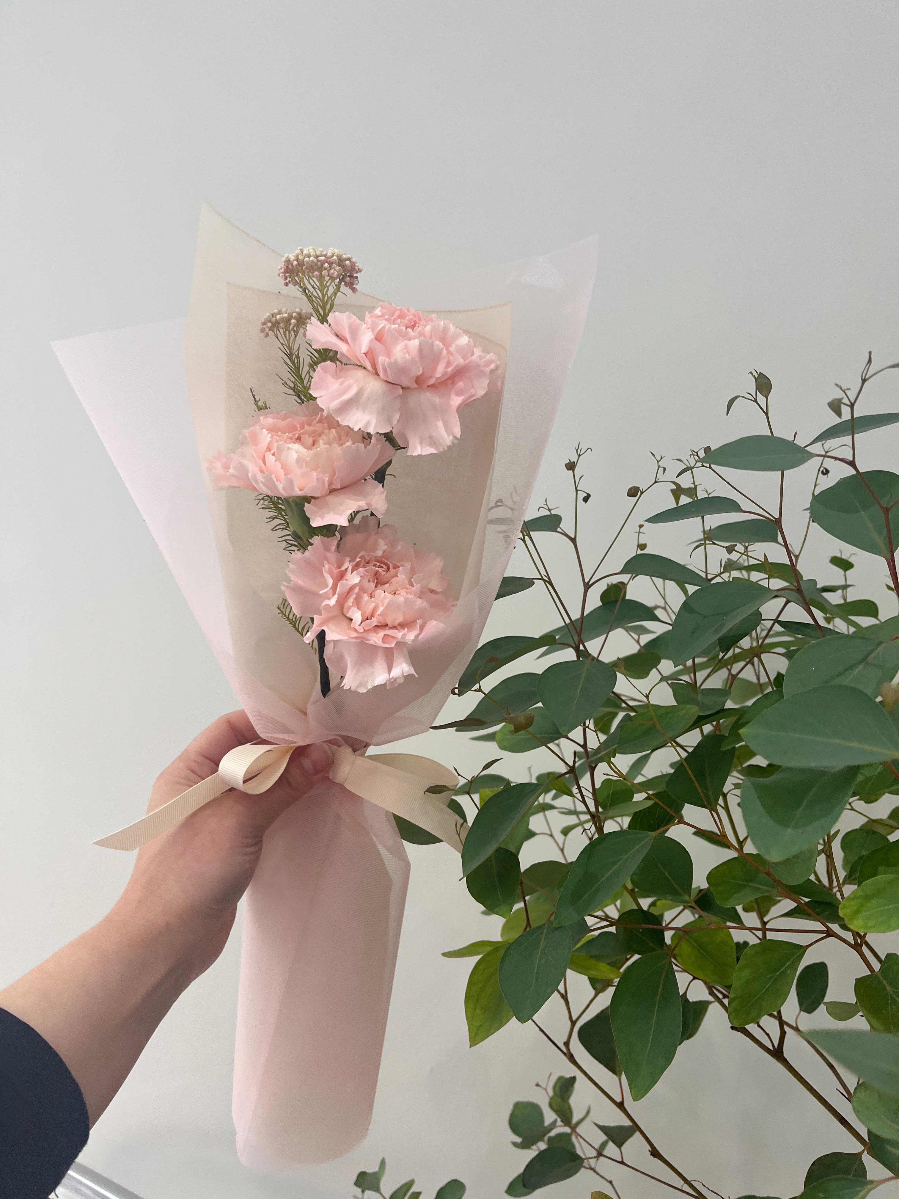 Haewolhwa(해월화) : [생화 카네이션 미니다발] 카네이션 꽃다발 / 어버이날 꽃 / 어버이날 선물 / 스승의날 선물 : 해월화