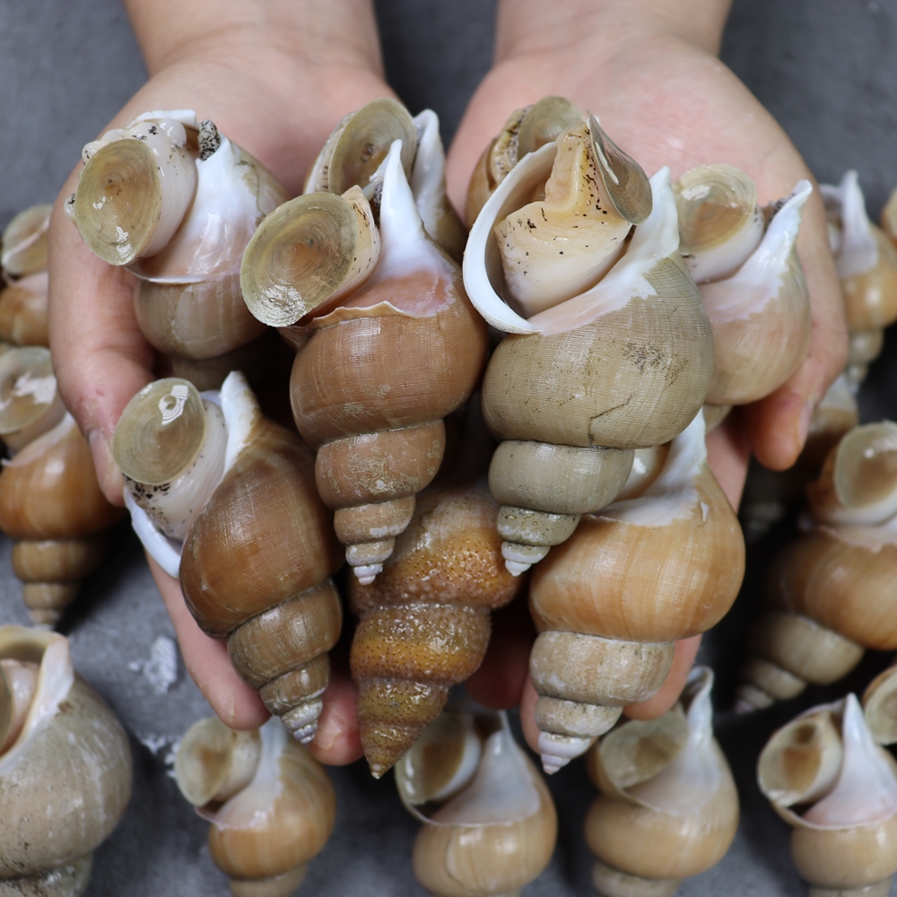 동해안 포항 제철 백고동 백골뱅이 백고동 1kg 급냉고동 : 푸드아띠