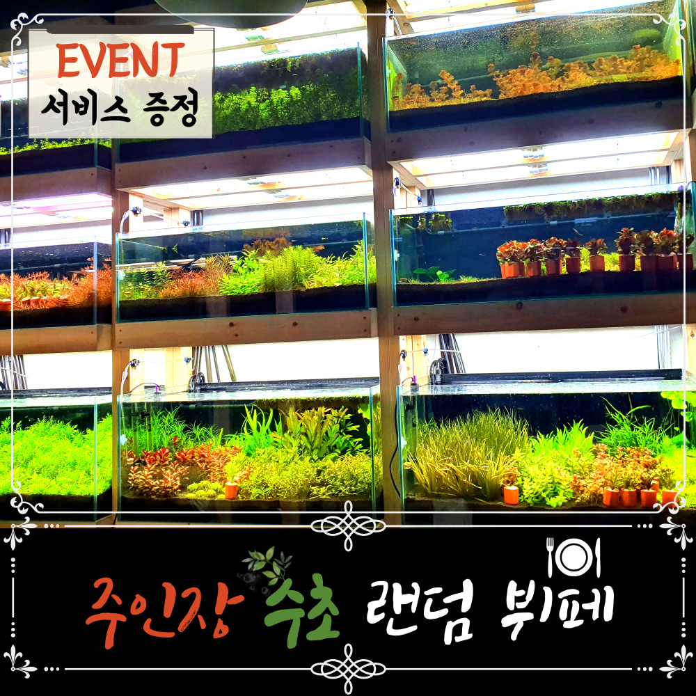 [미초] 주인장 맘대로 수초 뷔페 [약 18촉] (+서비스 증정) : 미초