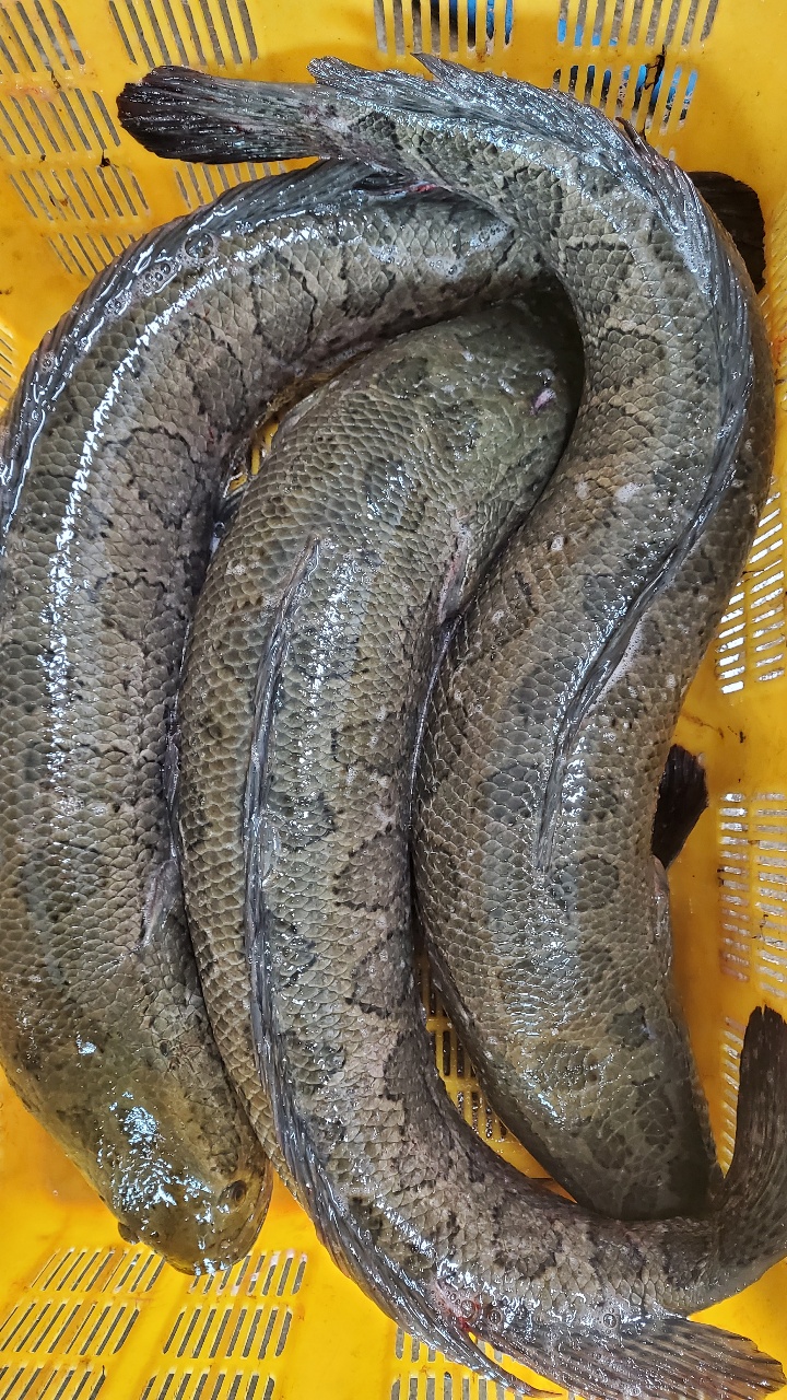 동부민물수산 가물치 국내산 신선한 수산물 민물생선 1kg : 동부민물수산