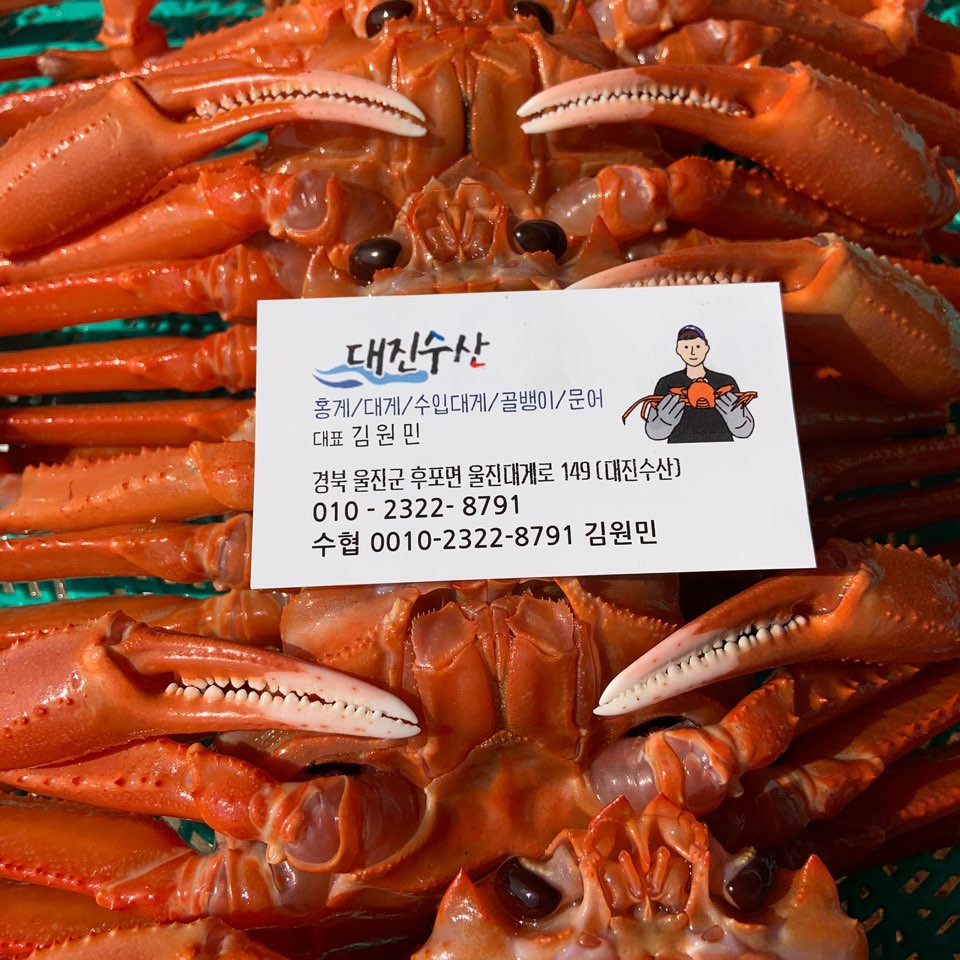 [대진수산 이벤트] 울진 후포리 박달홍게 2kg, 3kg 세트 상품 : 대진수산