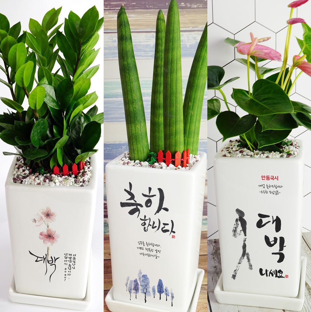 개업 화분 축하 문구 꽃배달 선물 카페 미용실 식당 사무실 학원 병원 오픈 화환 : 화분이야기