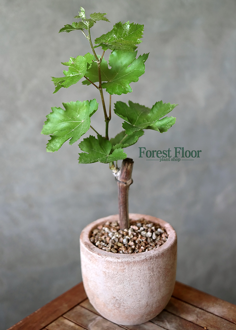 샤인머스캣 포도나무 과실수 빈티지토분 샤인머스켓 : Forest Floor