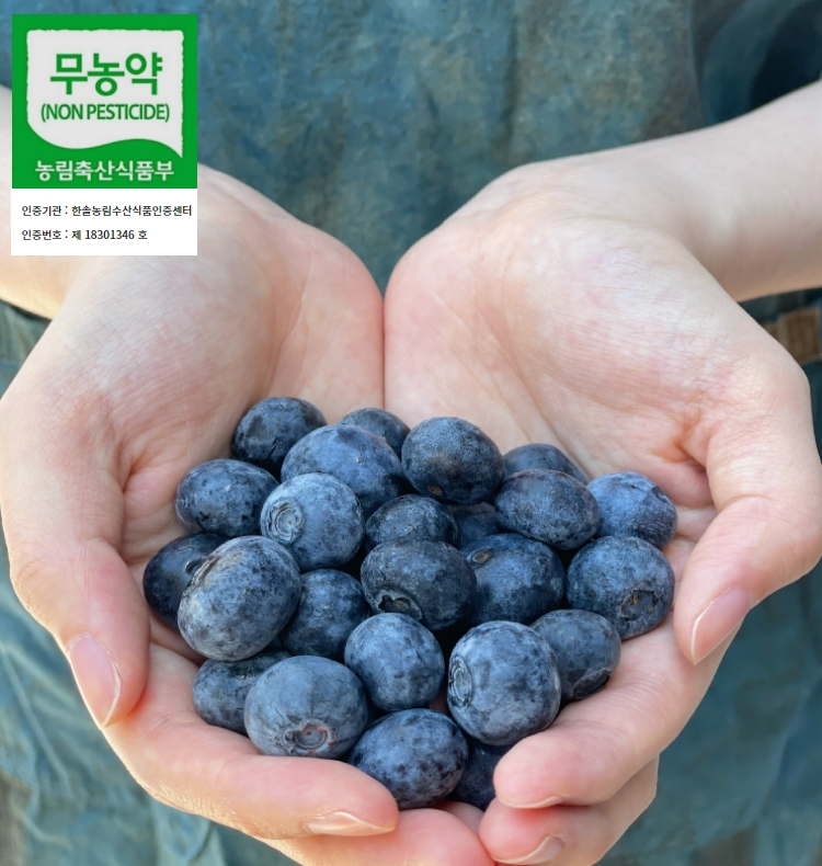 제주 무농약 블루베리 : 판포농장