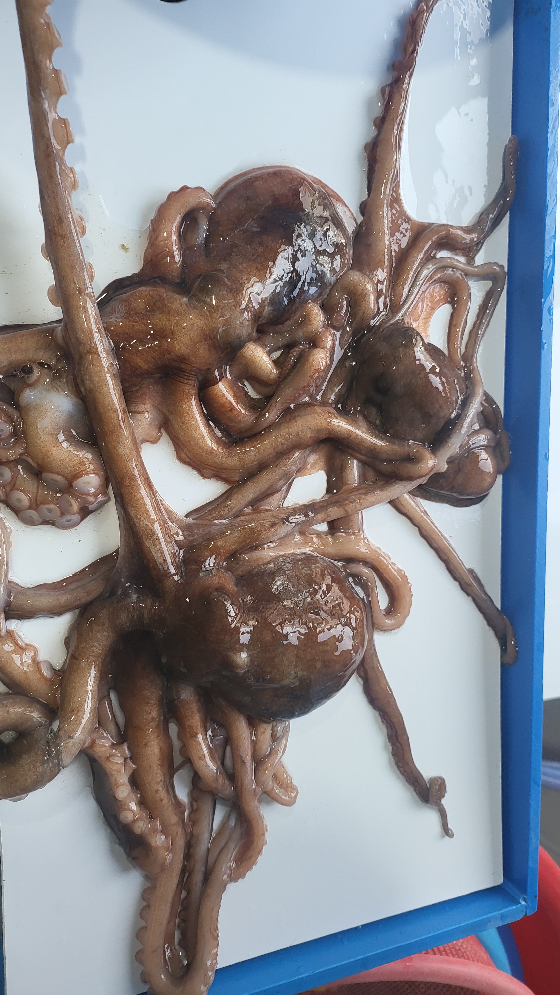 통영 중낙지, 산낙지, 중간 크기 낙지, 힘불끈 몸보신 낙지, 활낙지, 낙지볶음,. : 통영 해물세상