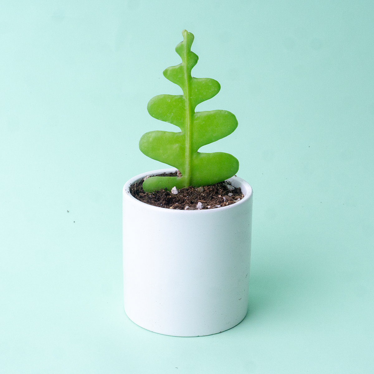 피쉬본 생선뼈 선인장 Fishbone Cactus : 헬로우파머씨
