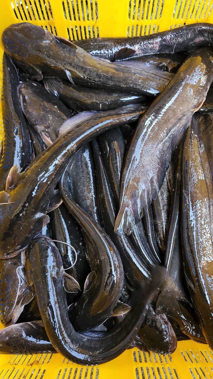 동부민물수산 손질메기 국내산 신선한 수산물 민물생선 생선 2kg : 동부민물수산