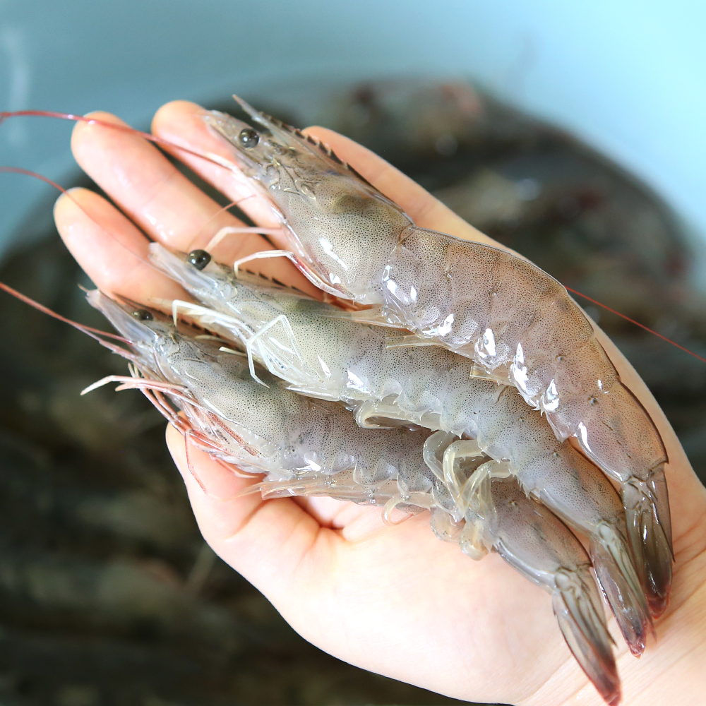 다이버수산 국산 신안 산지직송 살이 통통한 제철 활새우 흰다리새우 1kg : 다이버수산