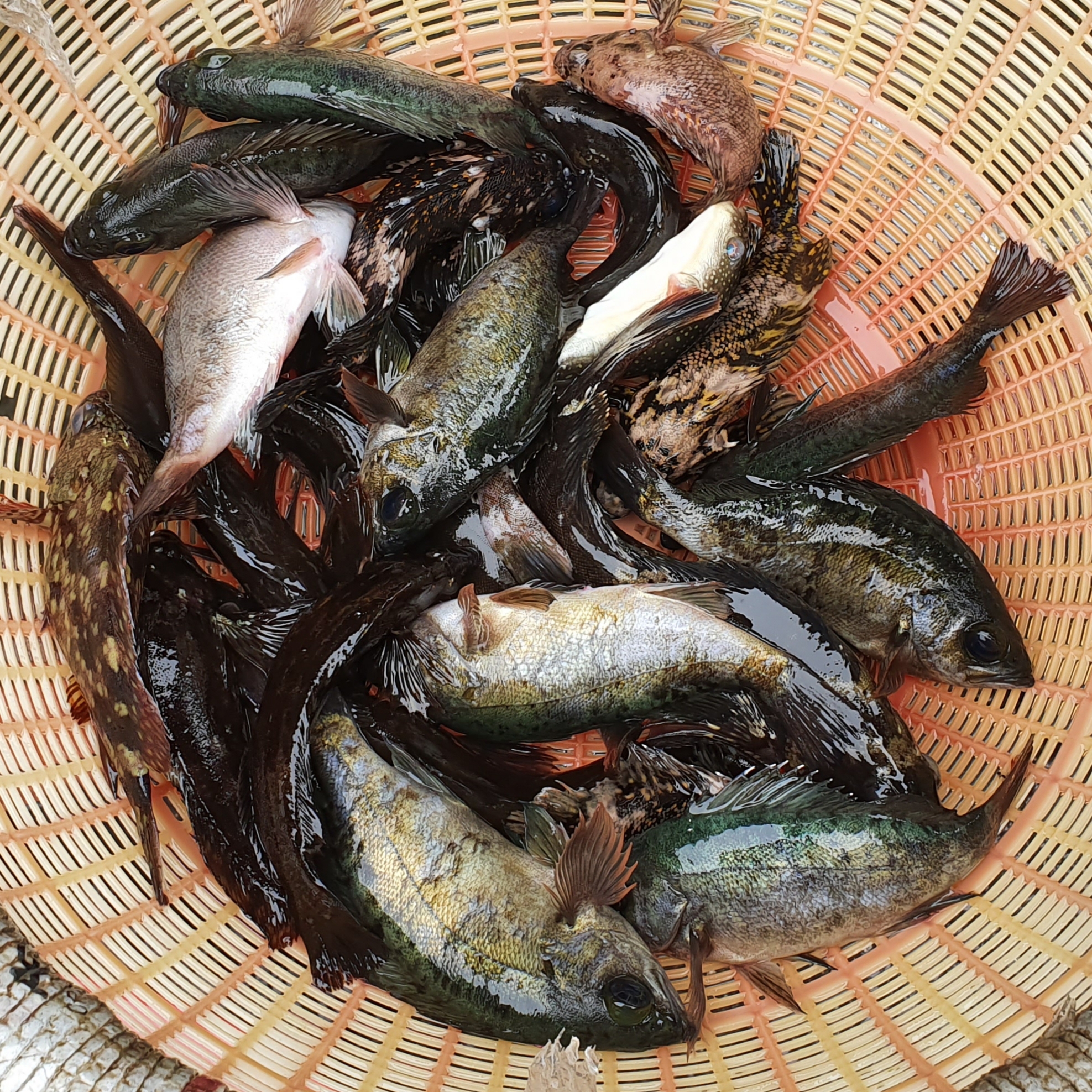 자연산 잡어 모듬회 3인분(600g) (선택:2~5인분) 아침 손질 저녁 도착 : 진해만어부