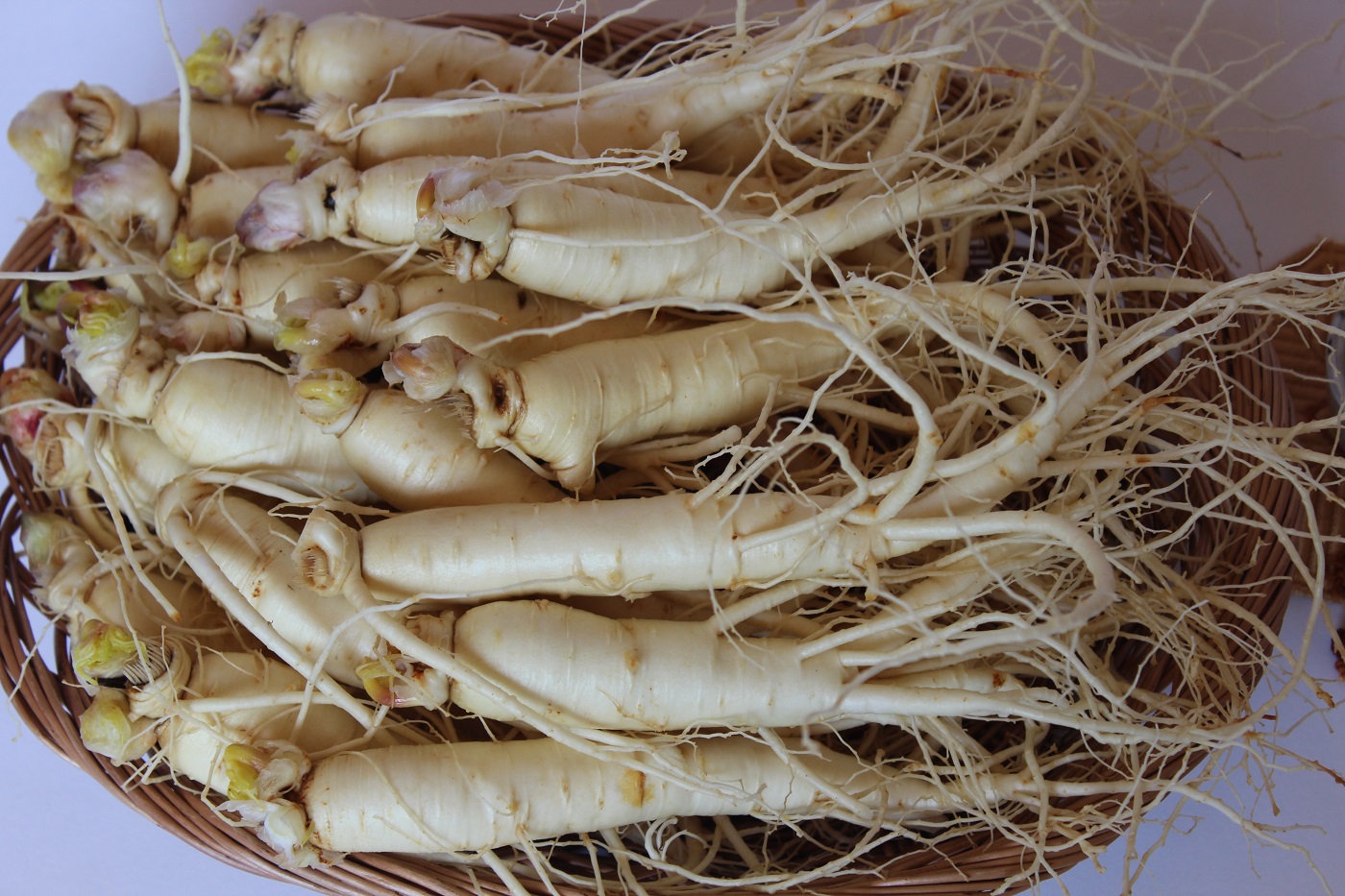 금산인삼 깨끗한 천연지하수 고압세척 원수삼중 750g 금산수삼 산지직송 최상품질 : 금산인삼도매센터
