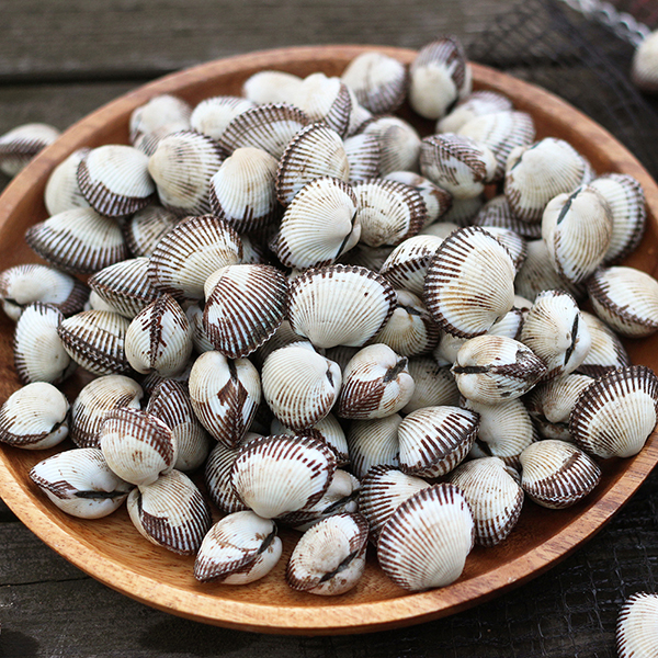 벌교 여자만 새 꼬막 1.2kg 2kg : 숨비해물