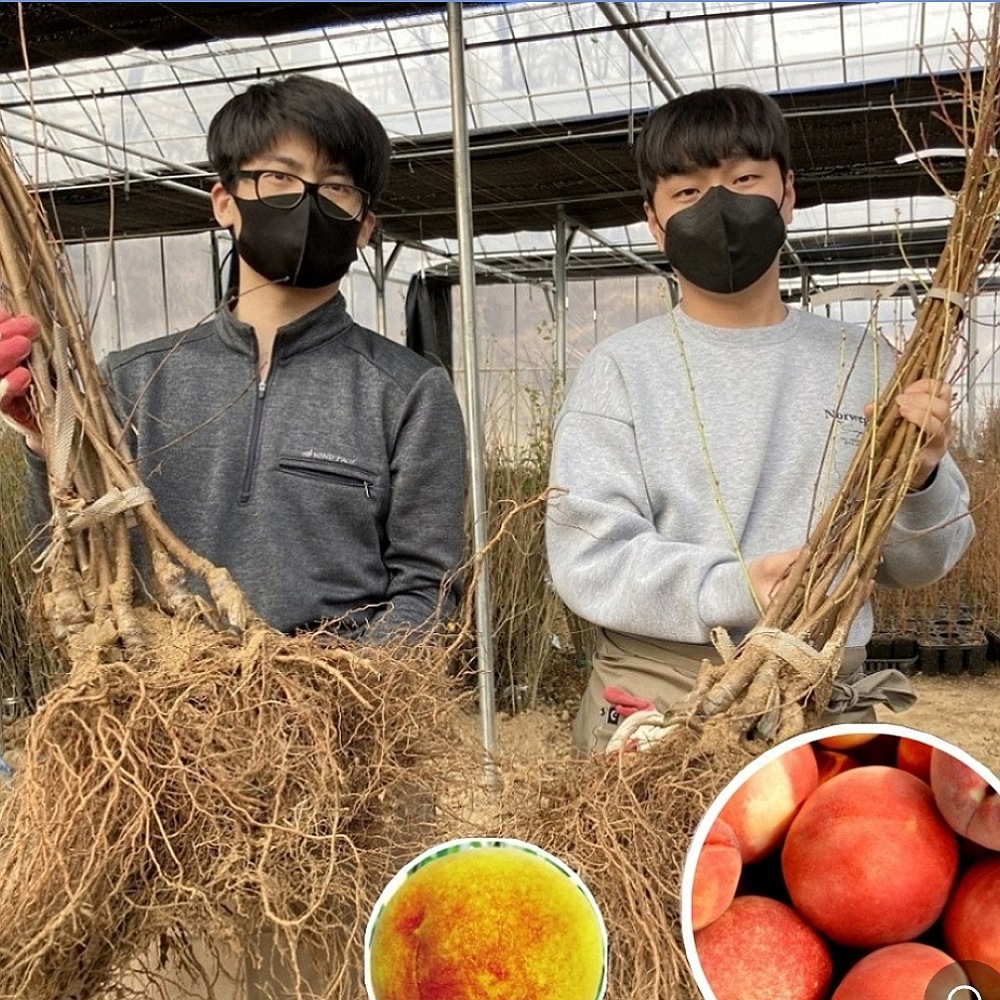복숭아나무묘목 장호원 황도 접목1년 상 : 나무키움묘목농원