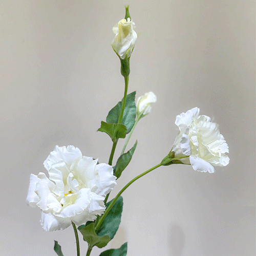 리시안셔스 가지 - 화이트 (71cm) / 조화 실크플라워 인테리어 감성소품 플라워 : 플레르데코