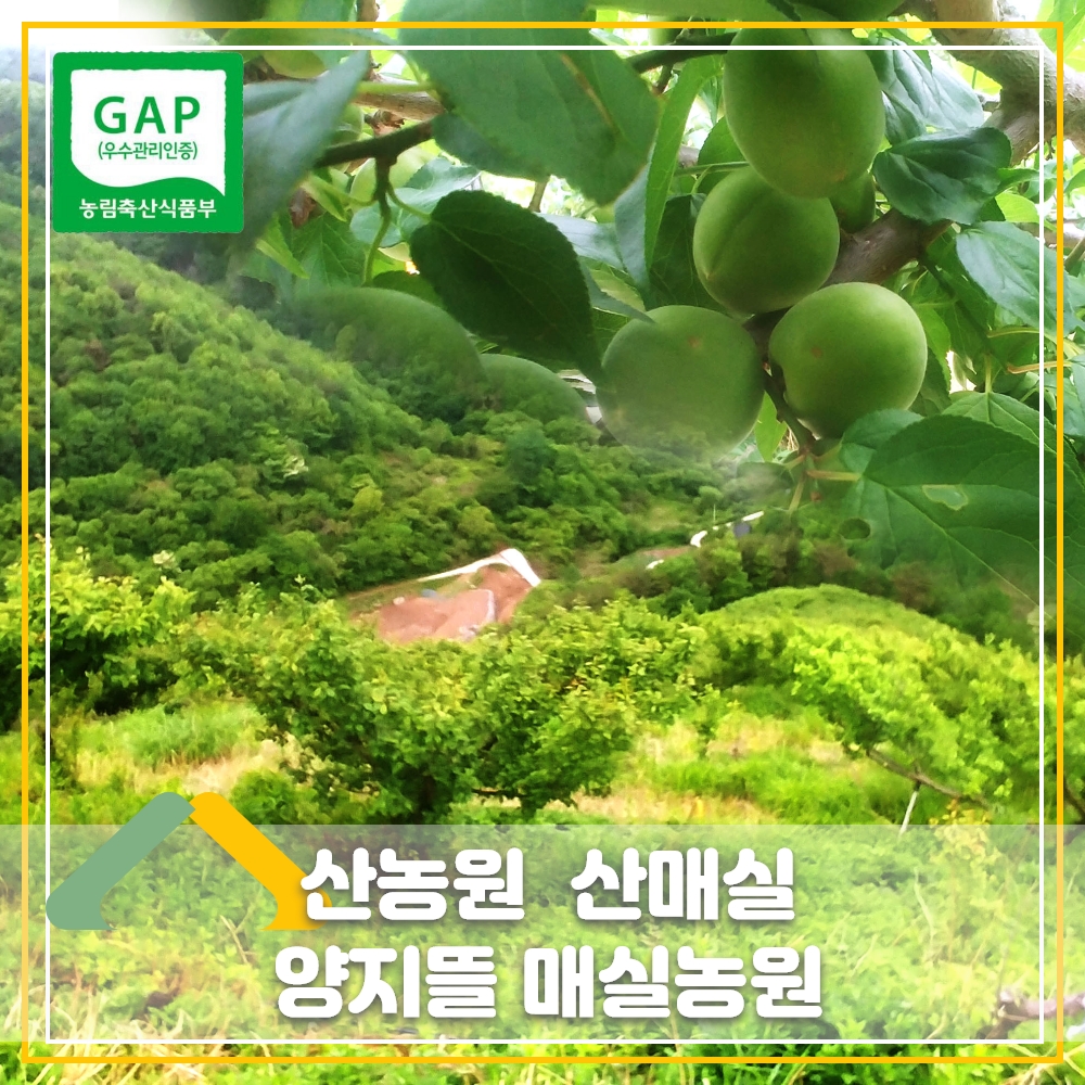 양지뜰농원 해발450M 남고 매실 홍 매실 황 매실 10kg : 양지뜰농원